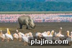 7 Reasons to Return to Africa for an Unforgettable Safari Trip 6 thumb 5