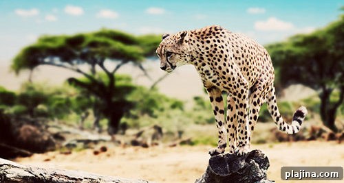 cheetah