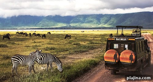 zebra