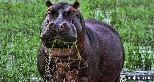 hippopotamus