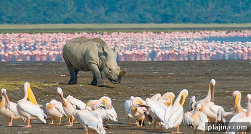 rhinoceros