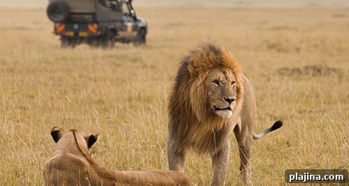 lion