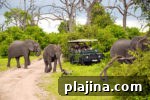 7 Reasons to Return to Africa for an Unforgettable Safari Trip 2 thumb 1
