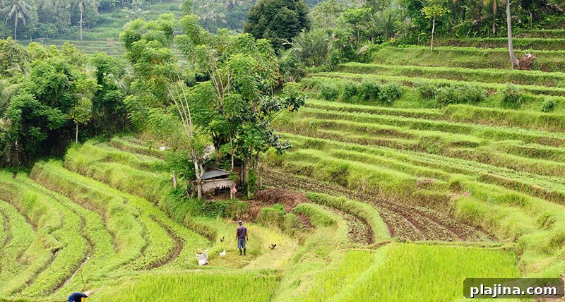 Rice terraces