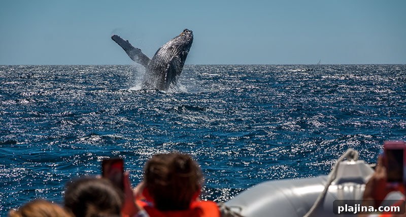 Los Cabos Whale Conservation