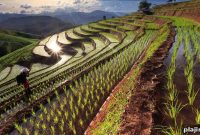 6 Reasons to Return to Thailand: What Makes It Unmissable