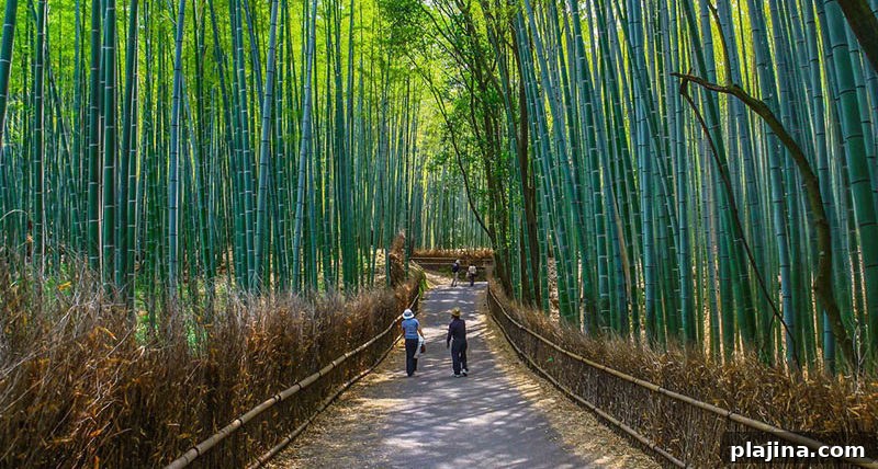 Arashiyama Bamboo Grove