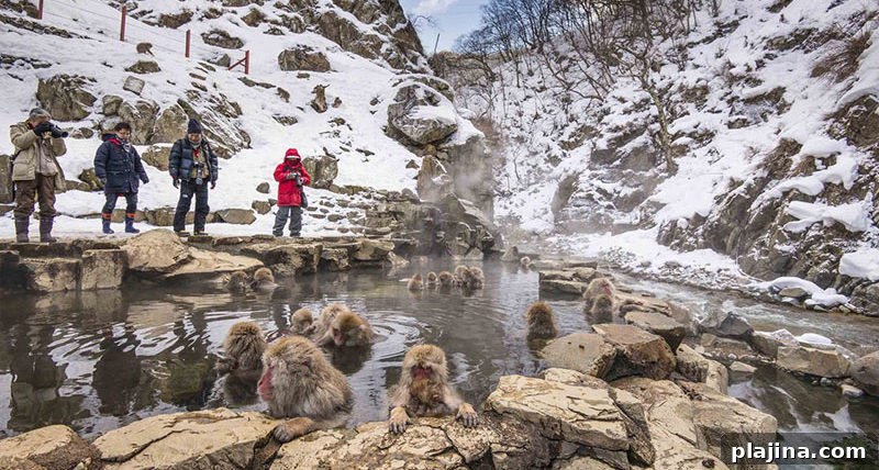 Jigokudani Monkey Park