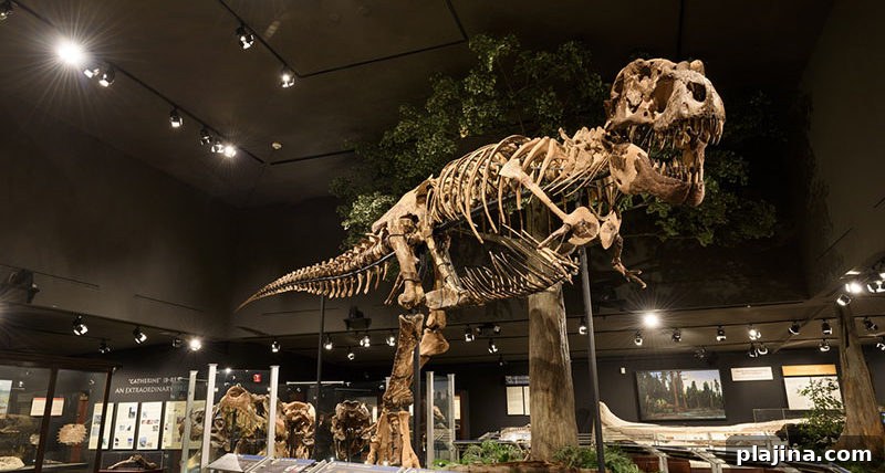 Museum of the Rockies dinosaur exhibit