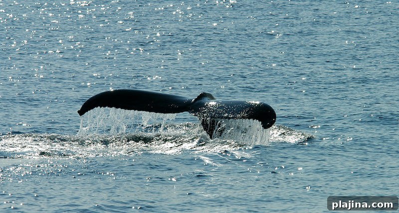 Whale, Cape Cod