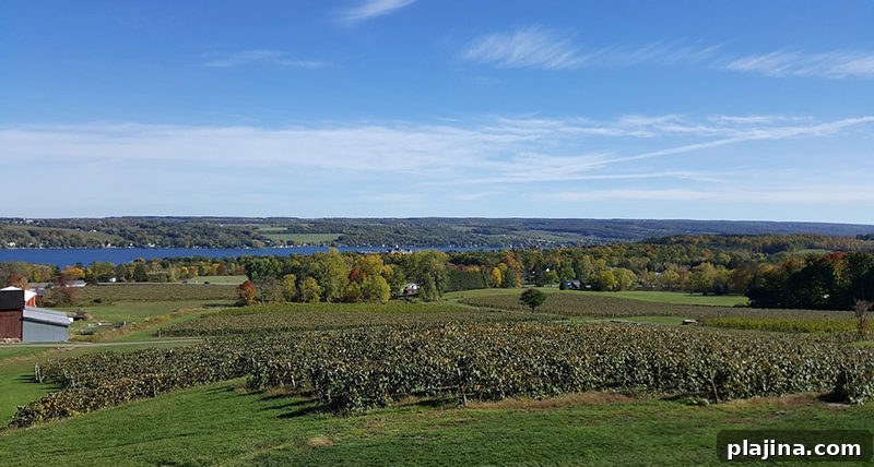 Vineyard View Winery