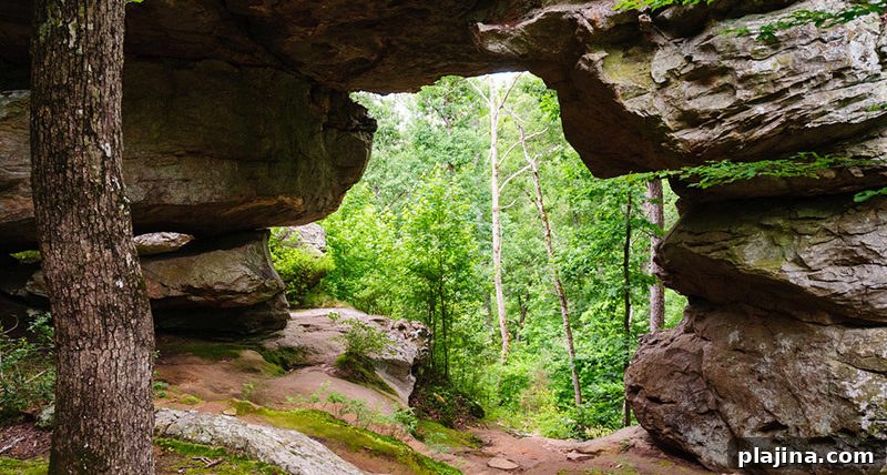 Petit Jean State Park Forest