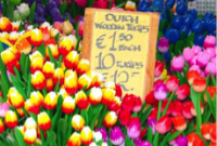 Explore Amsterdam’s Bloemenmarkt: Floating Flower Market Guide
