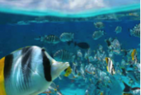 Explore Tahiti’s Serene Islands: Top Spots for Tranquil Seas