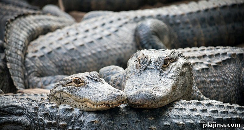 Myrtle Beach Alligators