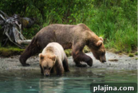 Alaska Adventure Tours from Anchorage: Day Trips & Multi-Day Excursions
