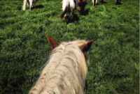 Saddle Up: Plan Your Authentic Dude Ranch Vacation