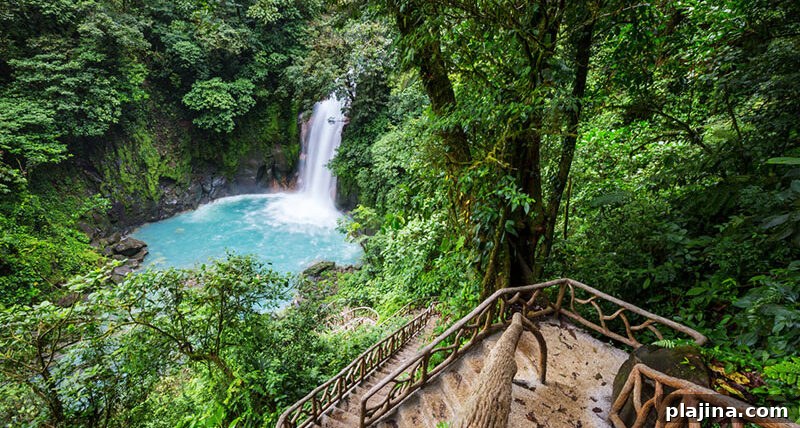 Costa Rican Rainforest