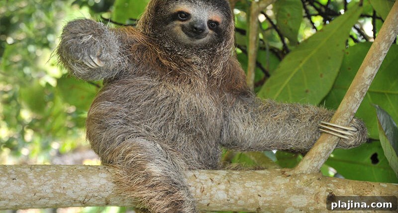 Sloth in Costa Rica