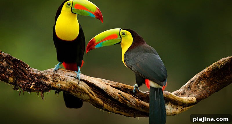 Toucans in Costa Rica