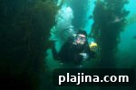 6 Reasons to Say Welcome Back to Travel in Catalina Island, CA 7 thumbnail 6