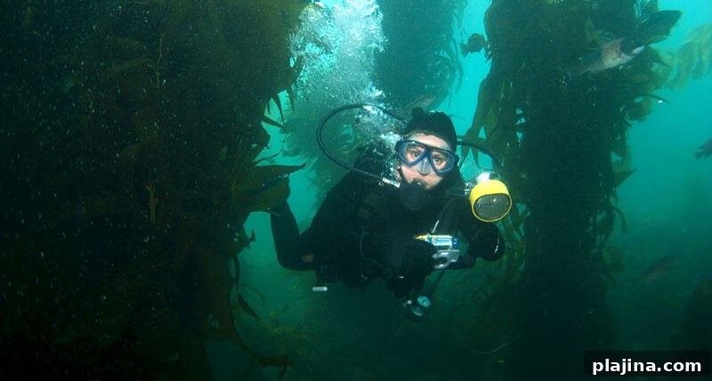 Catalina Island’s underwater world