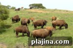 6 Reasons to Say Welcome Back to Travel in Catalina Island, CA 2 thumbnail 1