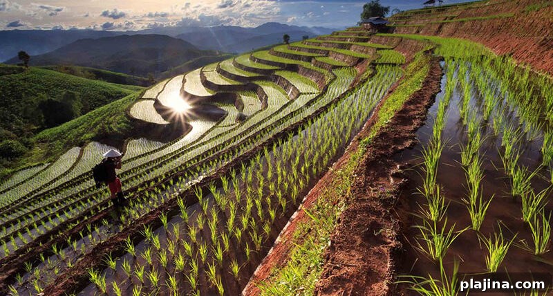 Rice fields