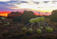 Camp Prado Glamping: Complete Review, Photos & Booking Tips