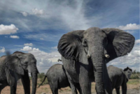 Experience Incredible Wildlife Encounters Around the World