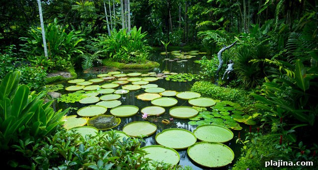 Singapore Botanical Garden