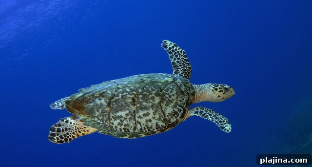 Hawksbill sea turtle