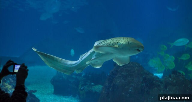Lisbon Oceanarium