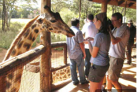 See Wildlife Up Close at Nairobi National Park: Safari Near the City