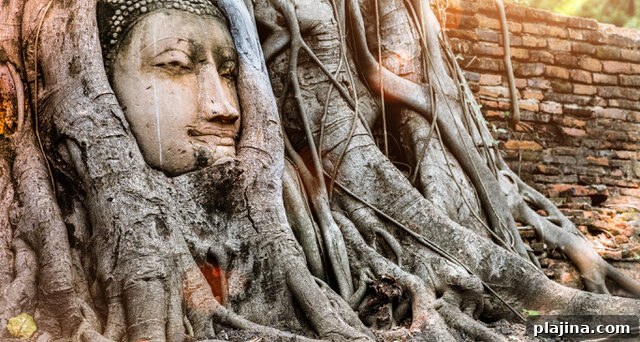 Ayutthaya Buddha Head
