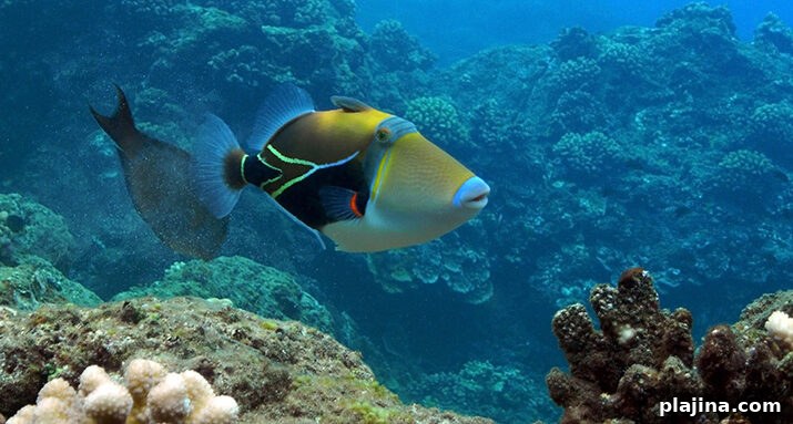 Picassaso triggerfish