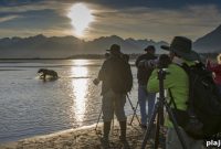 Alaska Bear Camp: Explore Wild Brown Bears with Natural Habitat Adventures