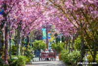 Top Global Spots to See and Celebrate Spring Flower Blooms