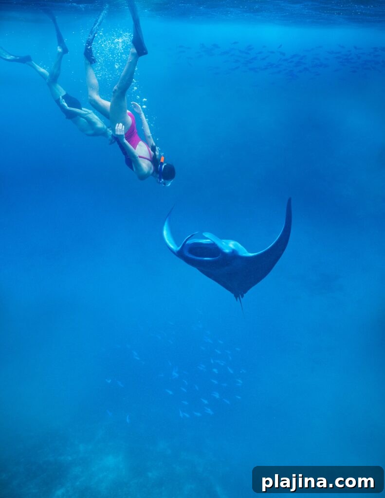 Manta Ray Snorkeling