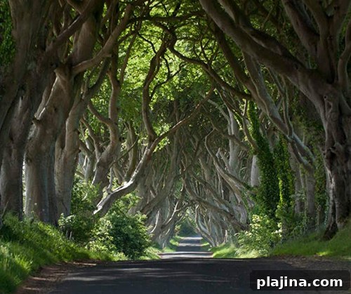 Dark Hedges