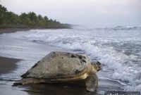 5 Sustainable Ways to Travel in Costa Rica