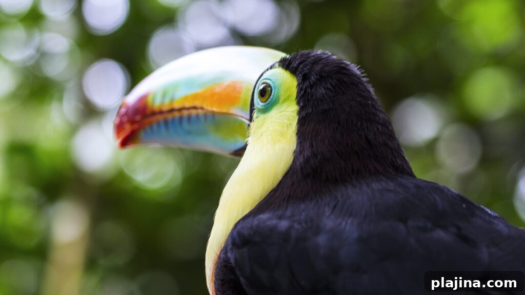 Toucan