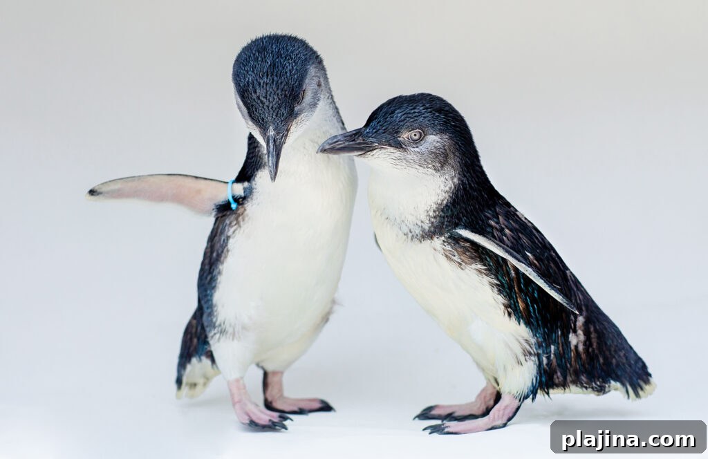 penguins