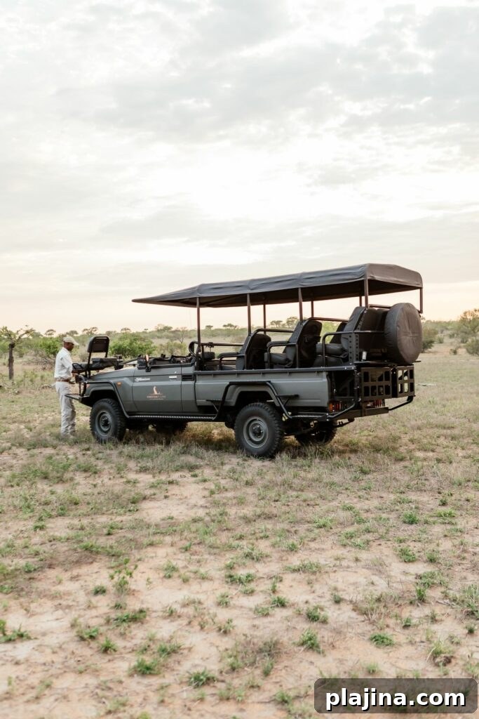 safari