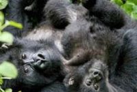 Thousand Hills Africa and Sabyinyo Merge Under Wilderness Rwanda Brand