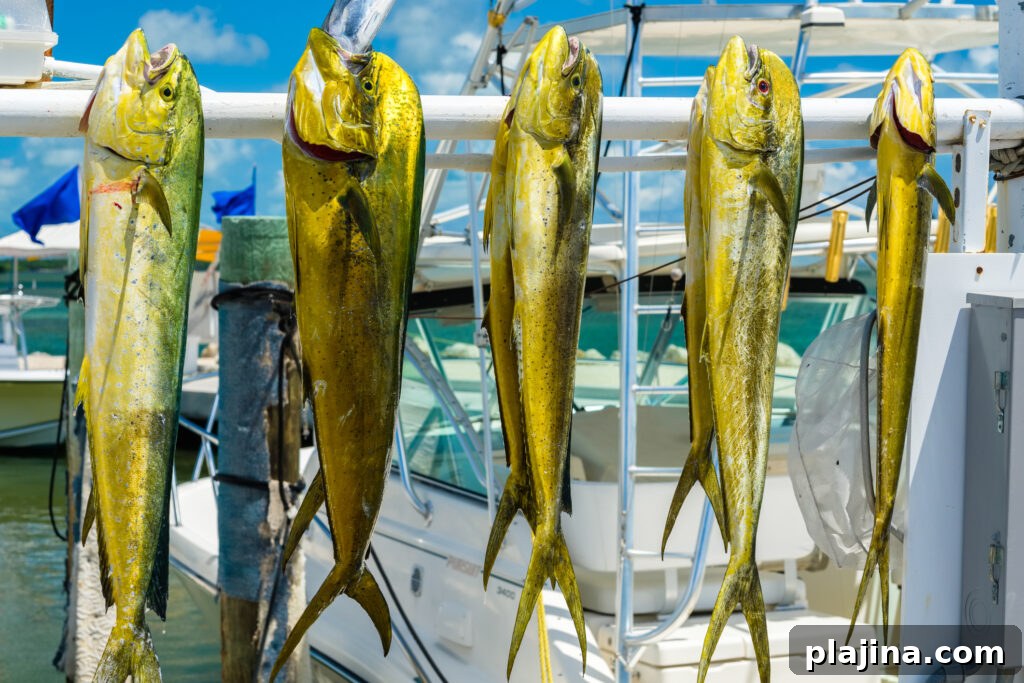 mahi mahi 