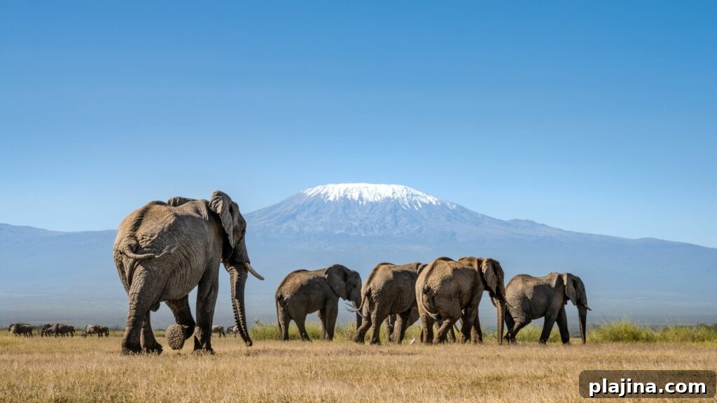 elephants