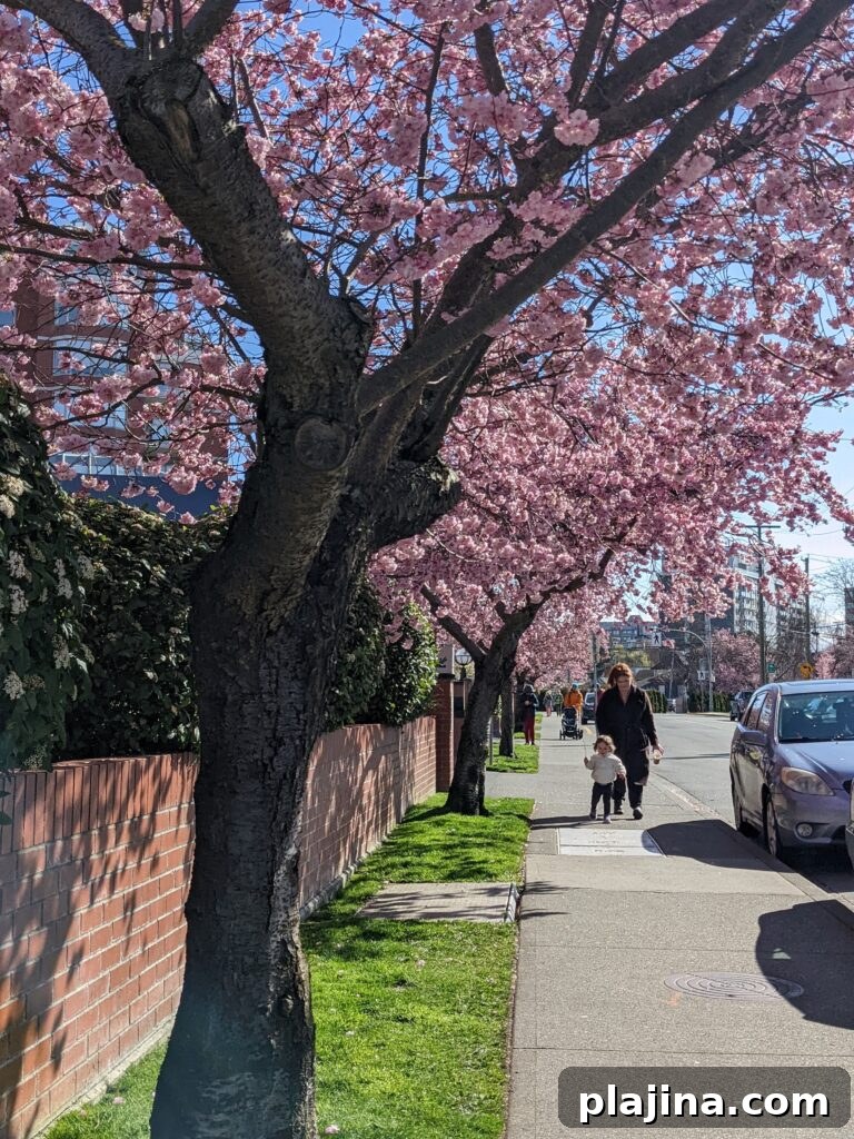 blossoms 