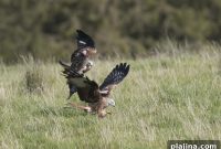 Scottish Farm Where Hospitality Meets Wildlife Conservation