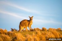4 Eco-Friendly Travel Experiences in Australia That Go Further